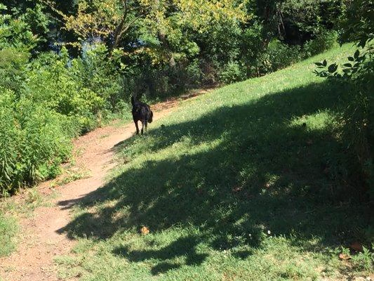 Treecourt Unleashed Dog Adventure Park